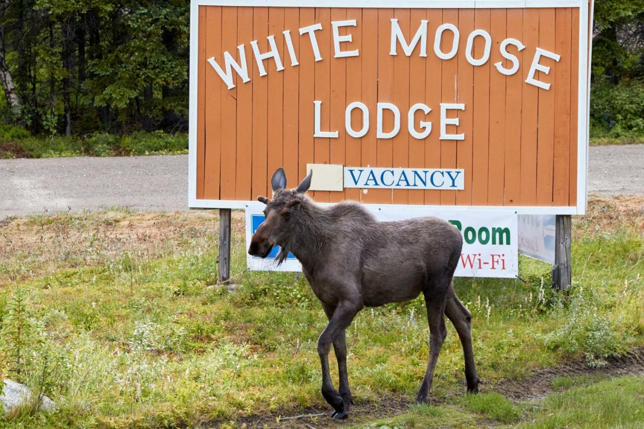 White Moose Lodge Healy Eksteriør bilde